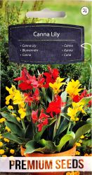 Canna Lily Seeds